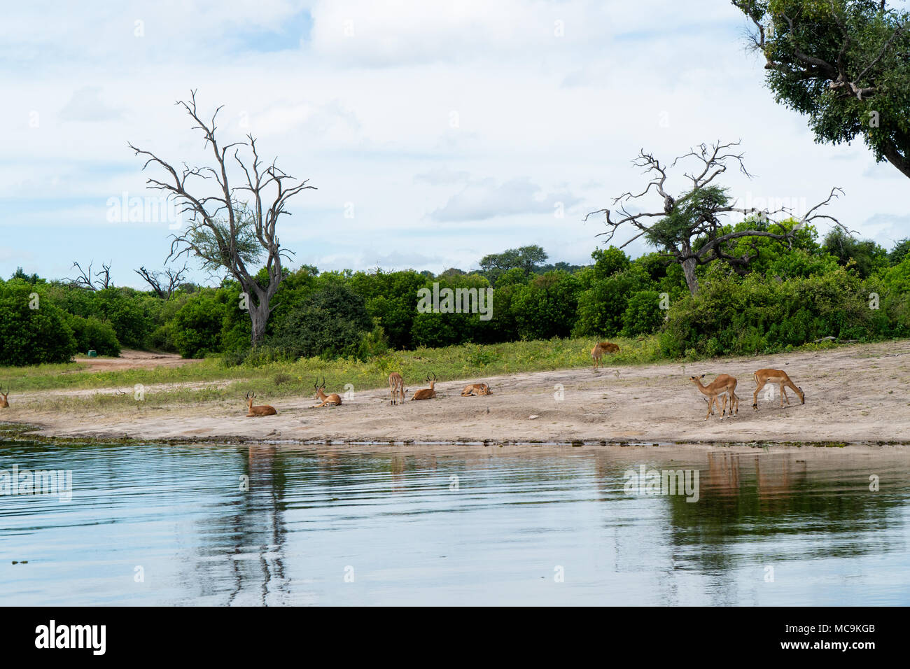 a herd of Impalas resting near the water, Lake Kariba- Zimbabwe Stock Photo