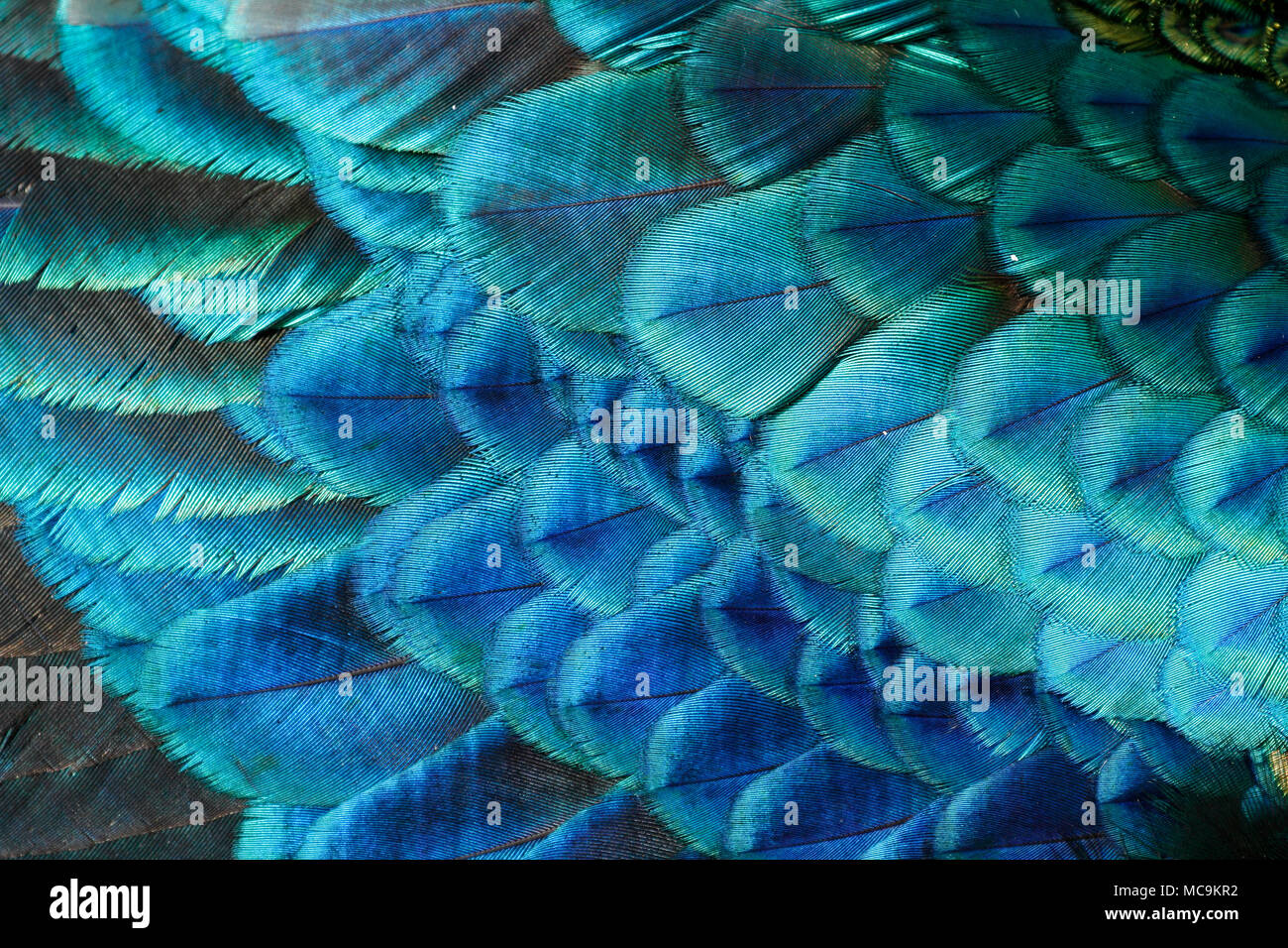 Wing feathers of male green peafowl / peacock (Pavo muticus) (shallow dof) Stock Photo