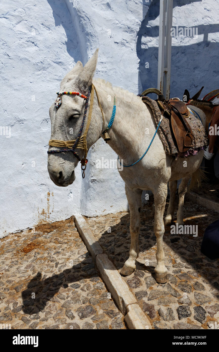 Santorini esel esel hi-res stock photography and images - Alamy