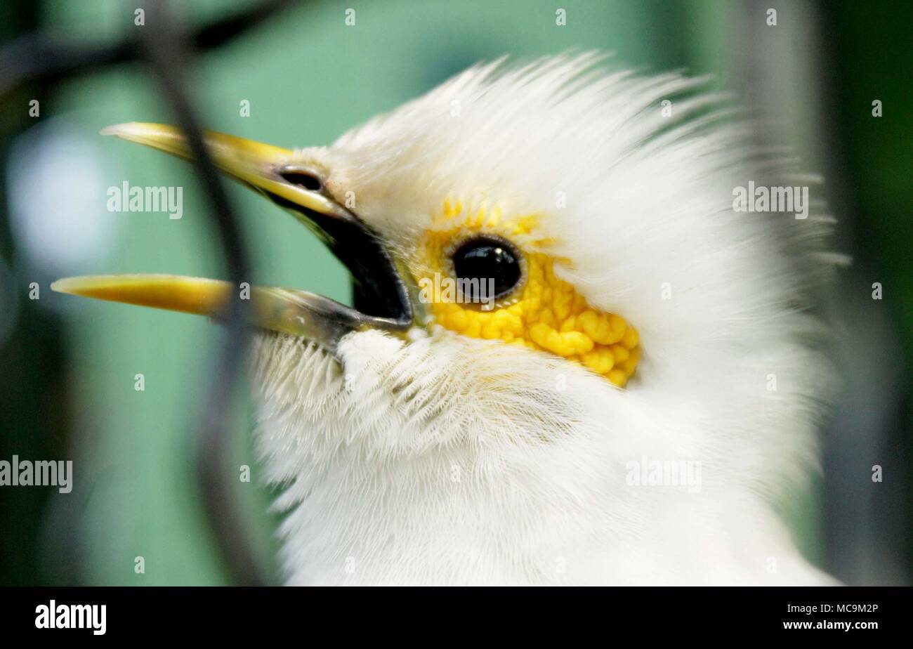 Madiun, Indonesia. 13th Apr, 2018. White starlings [Acridotheres melanopterus] perched wildlife encloses complement the mini zoo in Madiun Credit: Ajun Ally/Pacific Pres/Alamy Live News Stock Photo