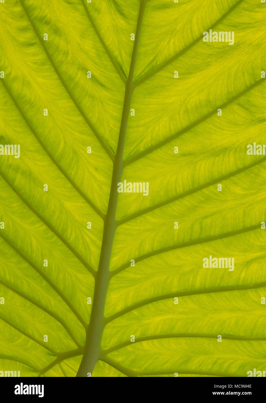 Close up of the pattern of veins on a large leaf Stock Photo - Alamy