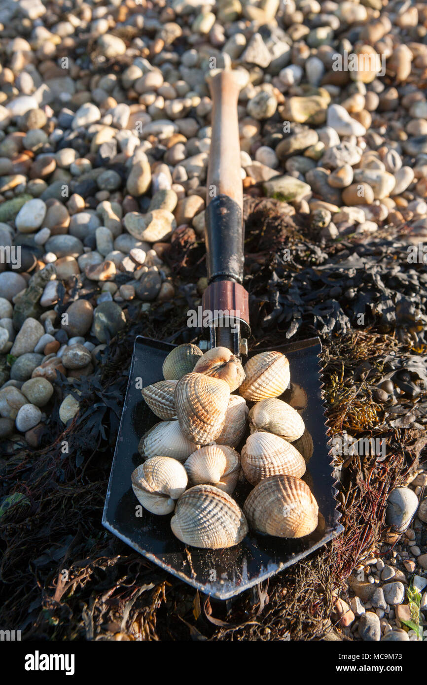Cockles displayed on a folding shovel, Cerastoderma edule, gathered