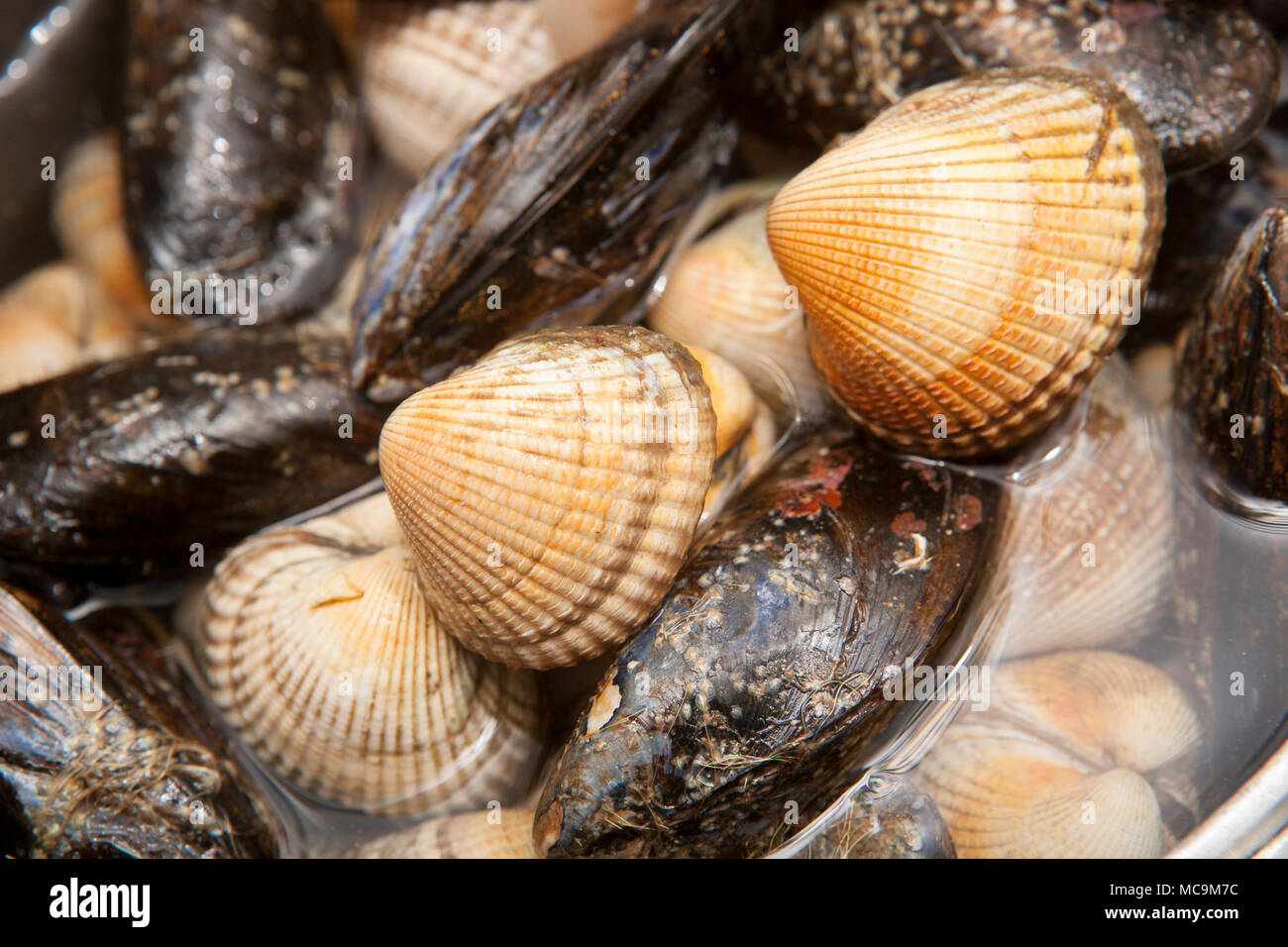 Cockles, Cerastoderma edule, and mussels, Mytilus edulis, that have been collected while