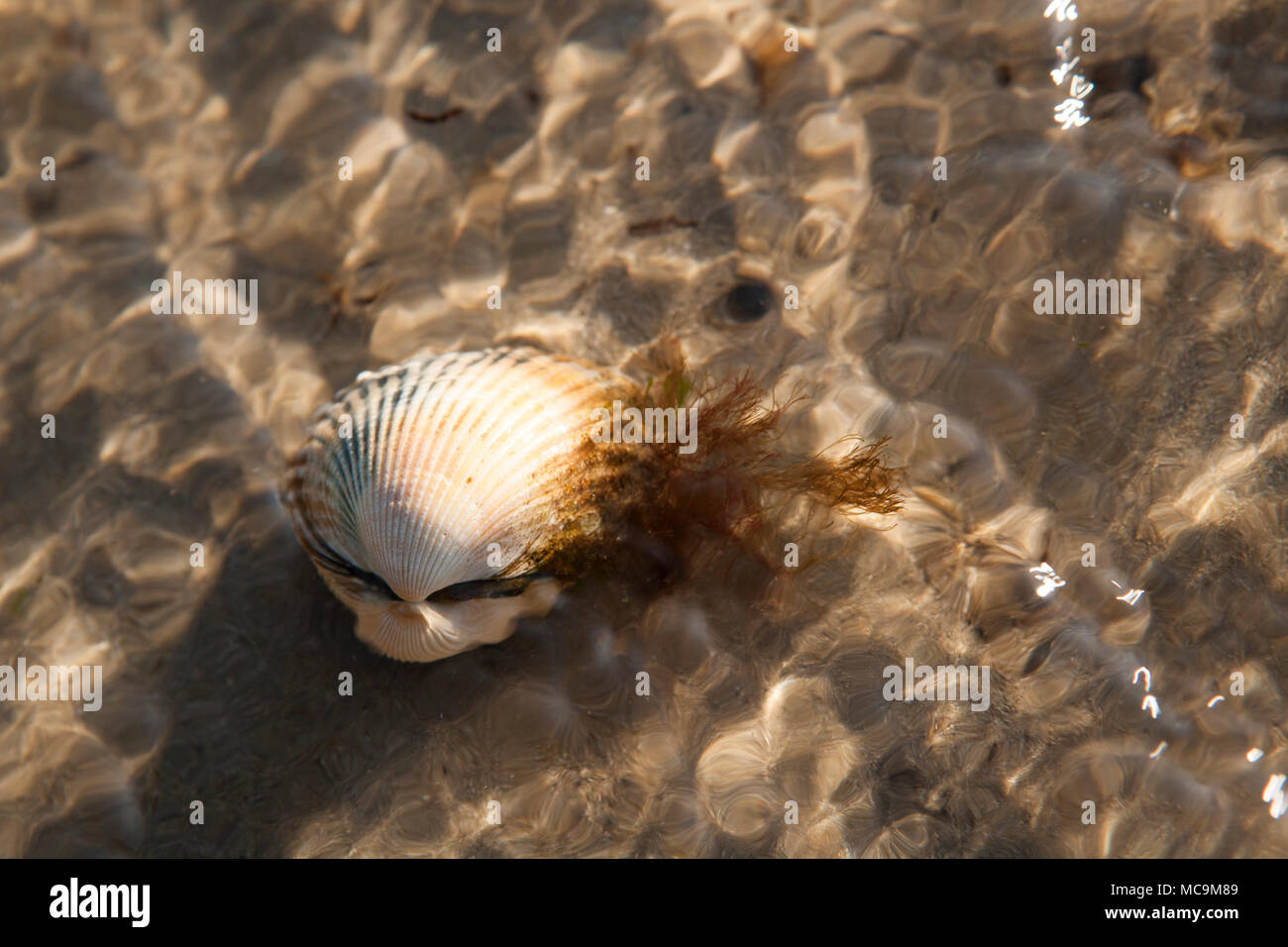 A cockle, Cerastoderma edule, found while foraging for shellfish near Weymouth in Dorset UK. Stock Photo
