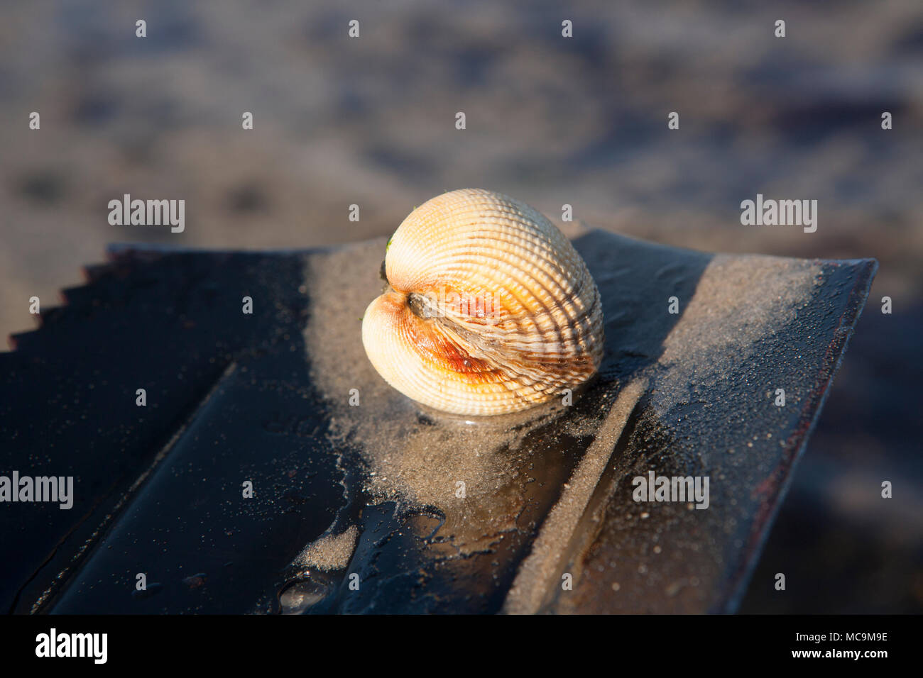 Cockle gathering hi-res stock photography and images - Alamy