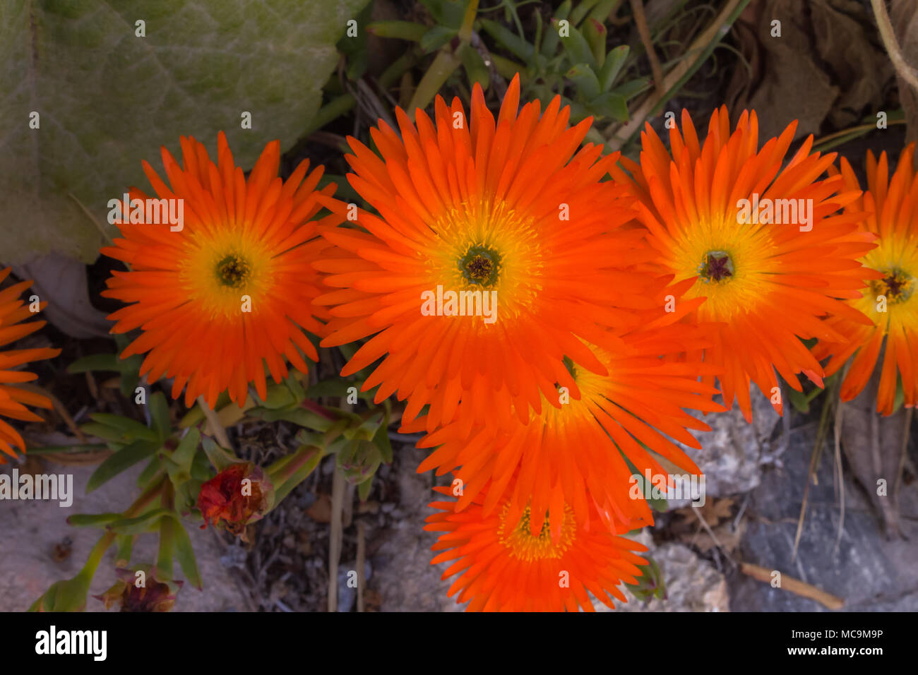 lampranthus aurantiacus, Orange Flowered Ice Plant Succulent, Stock Photo