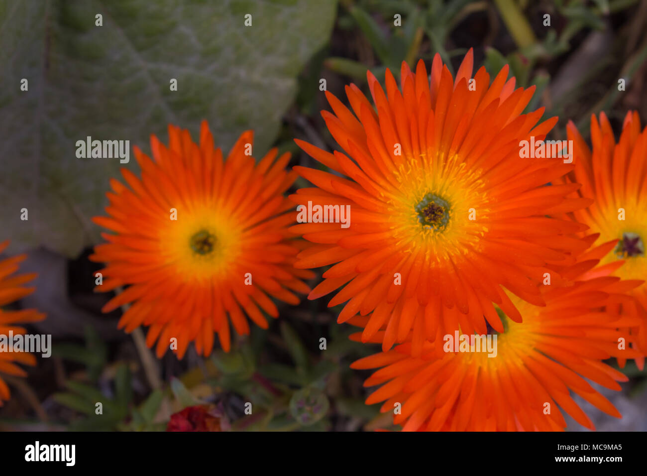 lampranthus aurantiacus, Orange Flowered Ice Plant Succulent Stock