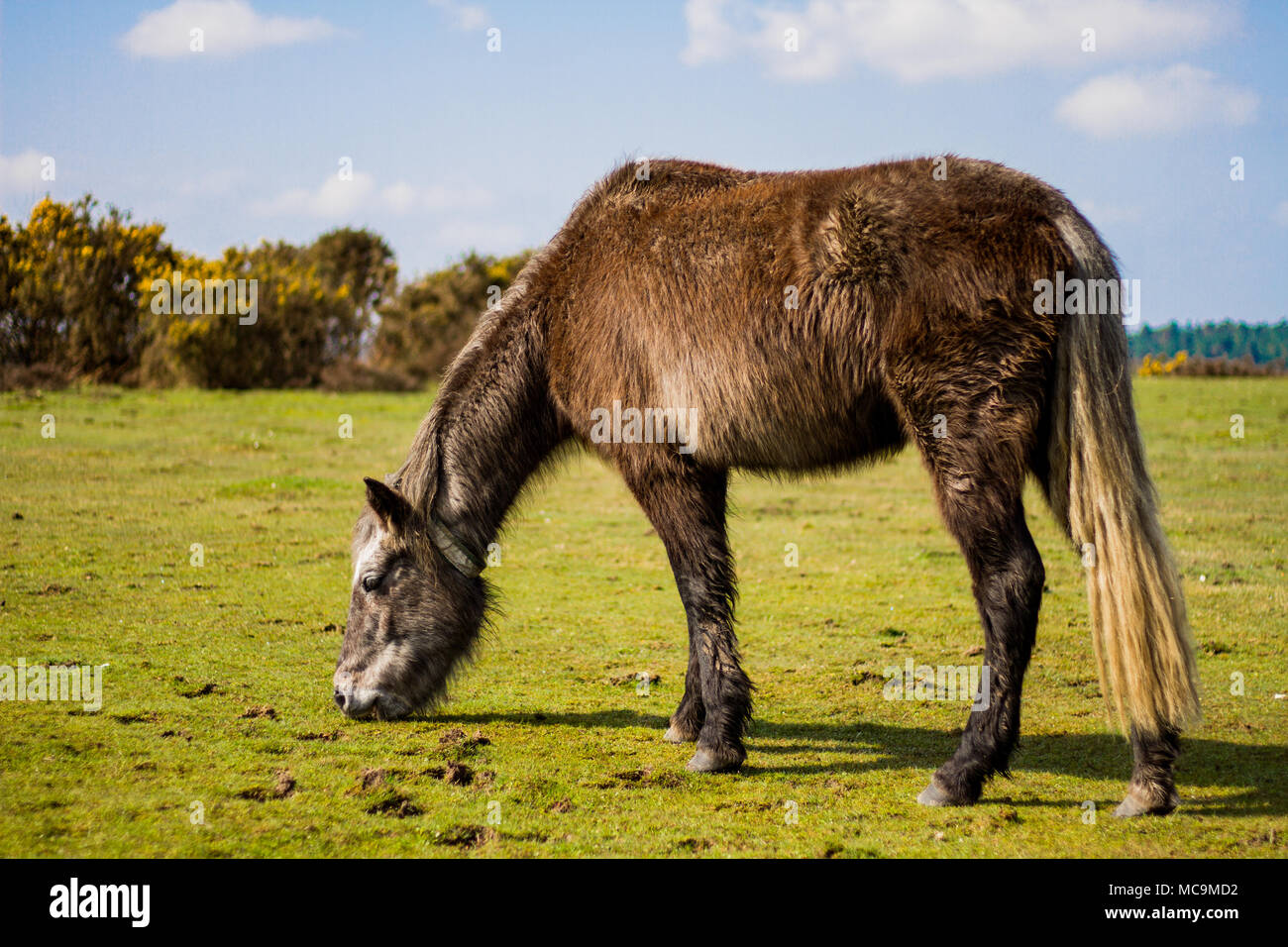 Saggy tail hires stock photography and images Alamy