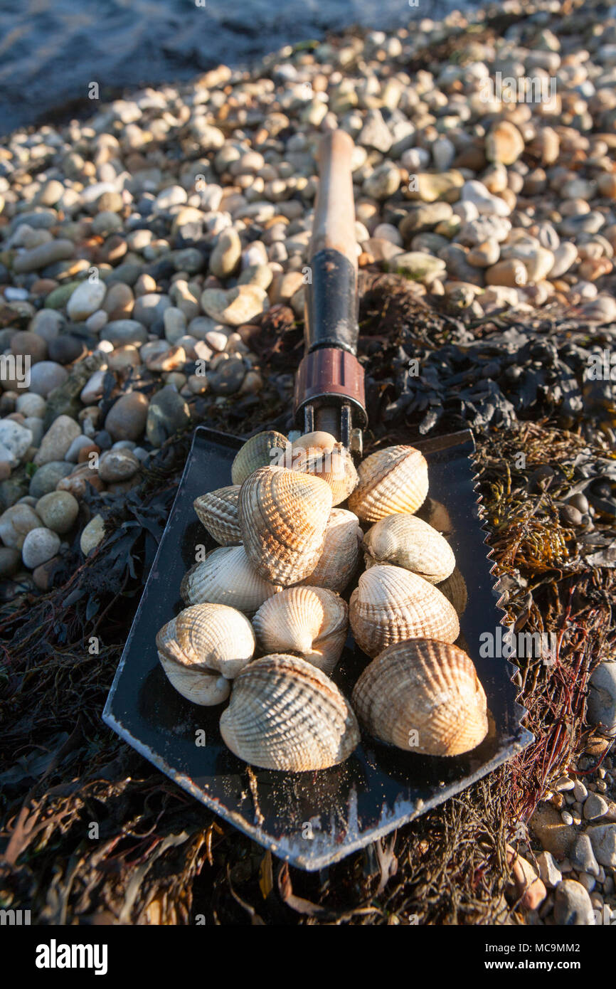 Cockles displayed on a folding shovel, Cerastoderma edule, gathered