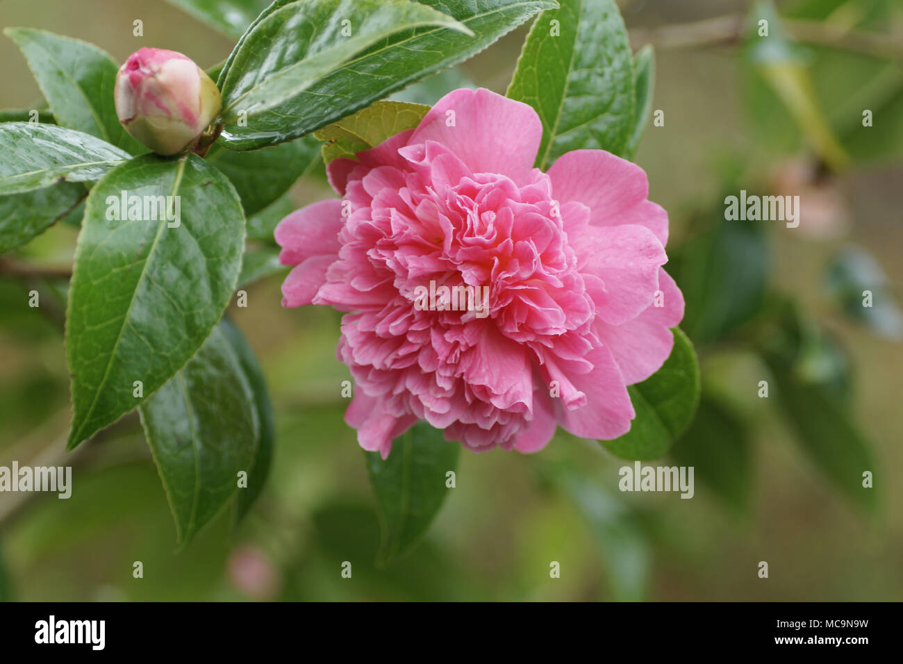 The pink flowers of Camellia x williamsii 'Ballet Queen' Stock Photo