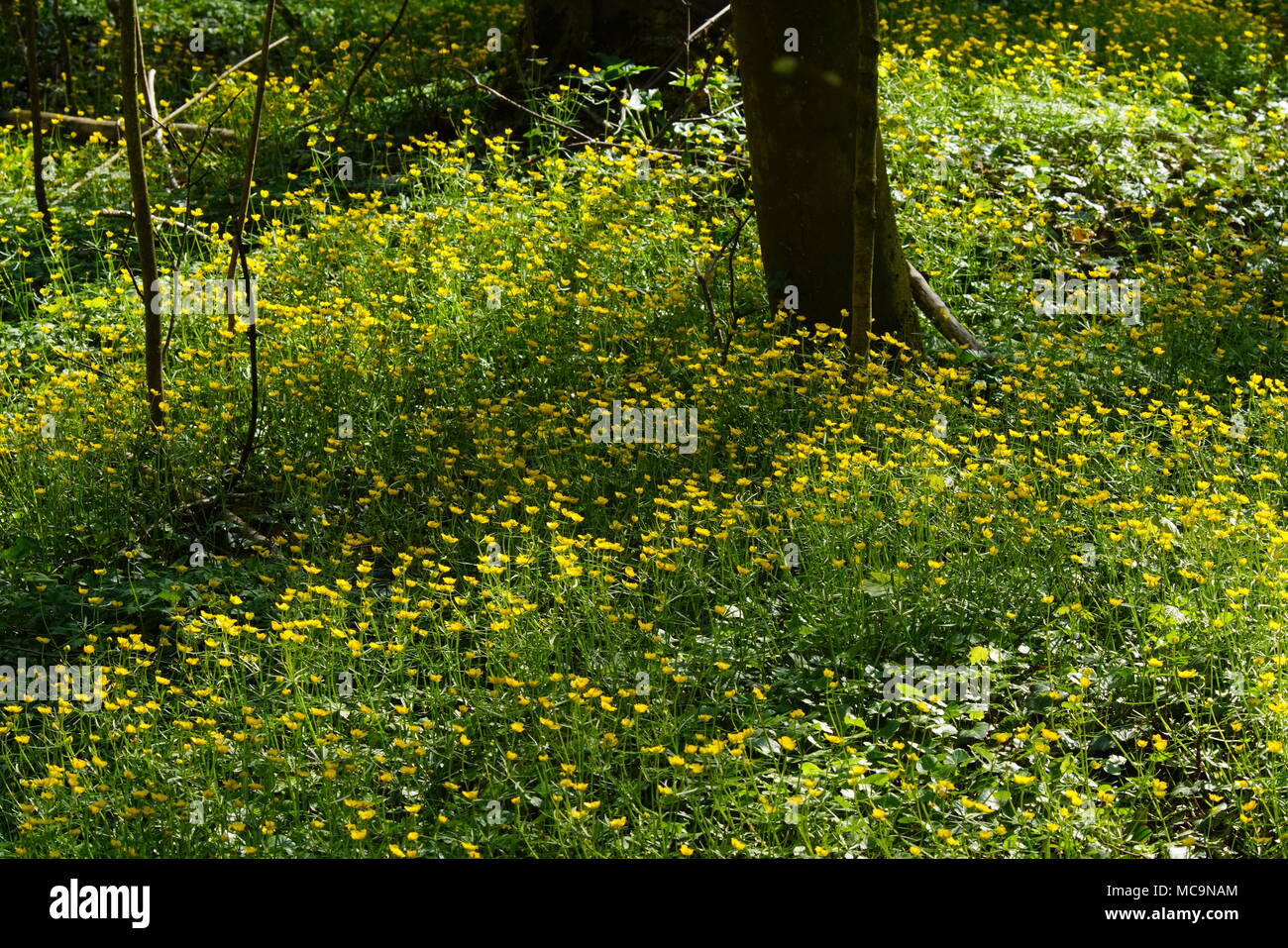 Spring flowers in Lange Erlen Park, Basel Canton, Switzerland Stock