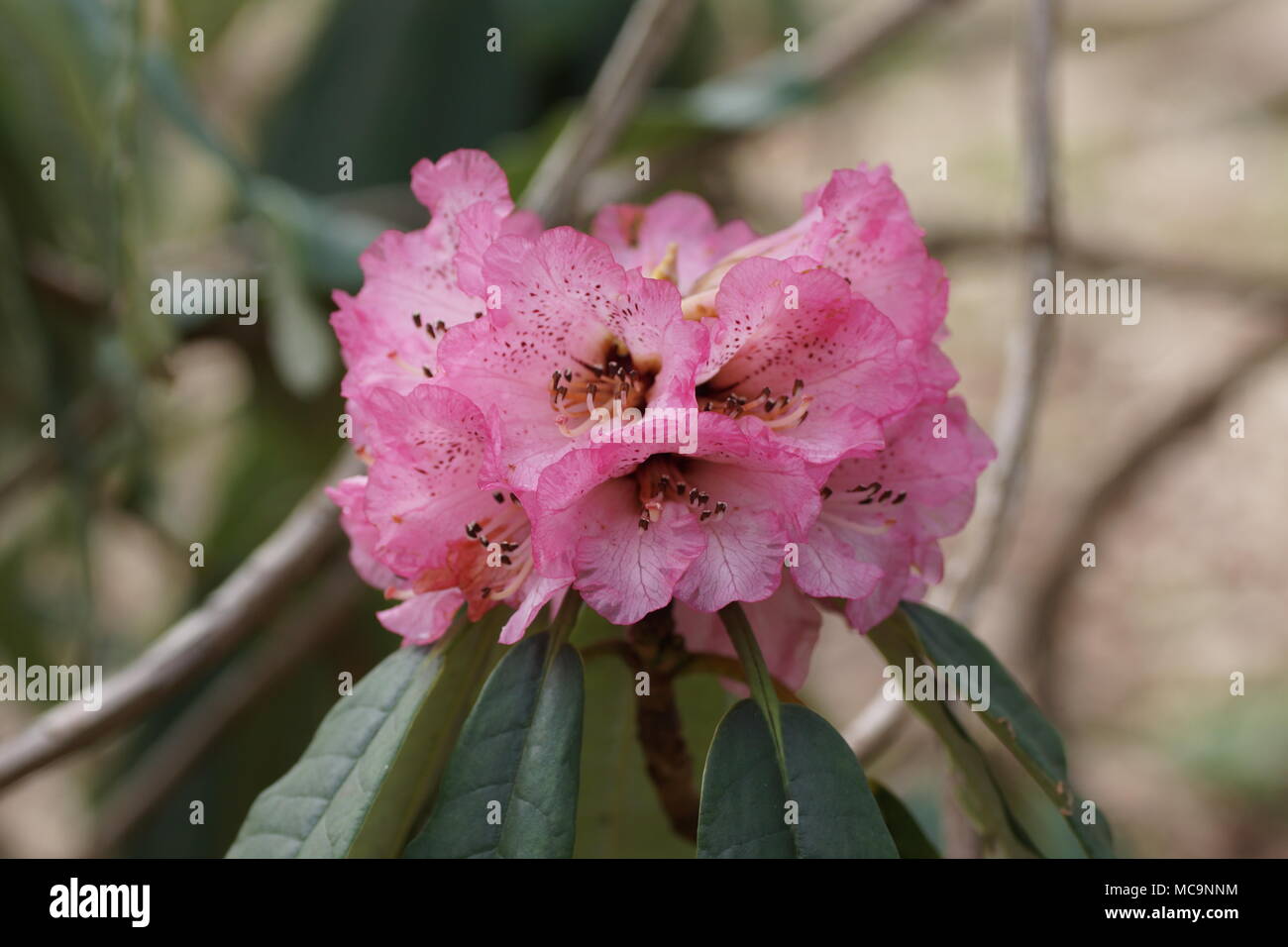 Flowers of  Rhododendron arboreum at Clyne gardens, Swansea, Wales, UK. Stock Photo
