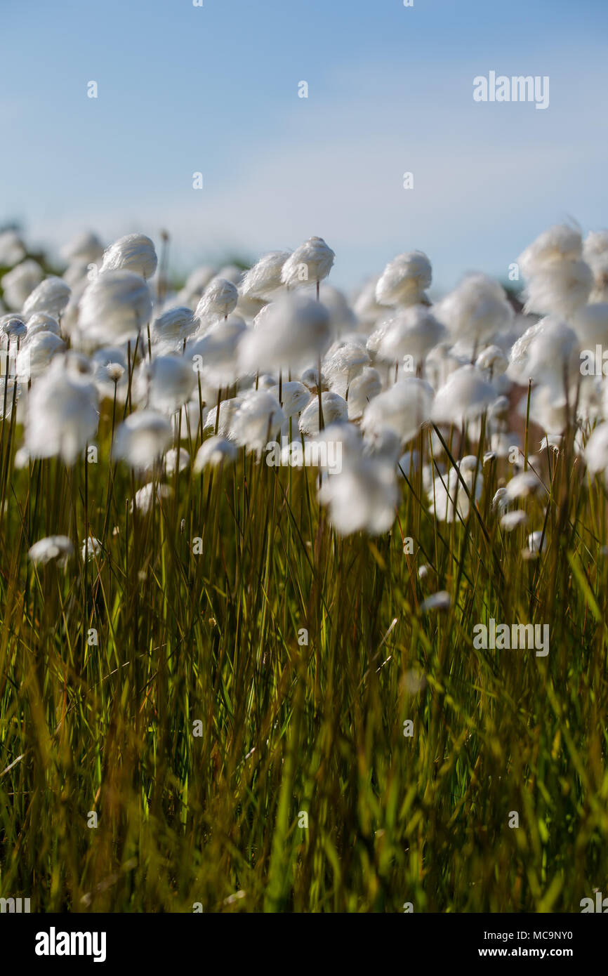 Fluffy Arctic cotton (Eriophorum callitrix) growing in summer in Tuktoyaktuk, Northwest Territories, Canada. Stock Photo