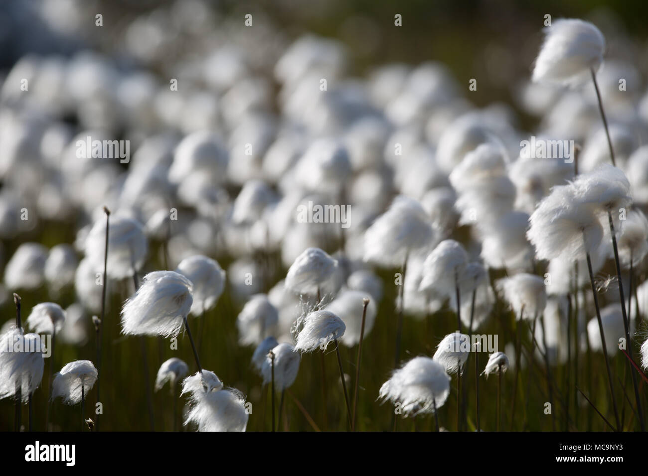 Fluffy arctic cotton (Eriophorum callitrix) growing in summer in Tuktoyaktuk, Northwest Territories, Canada Stock Photo