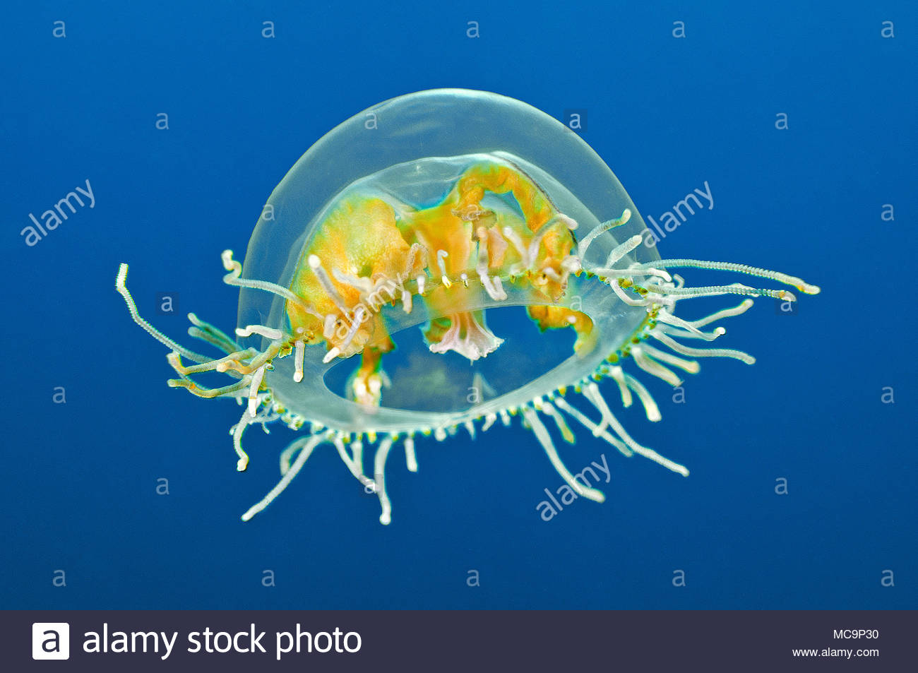 Poisonous Jellyfish Stock Photos & Poisonous Jellyfish Stock Images Alamy