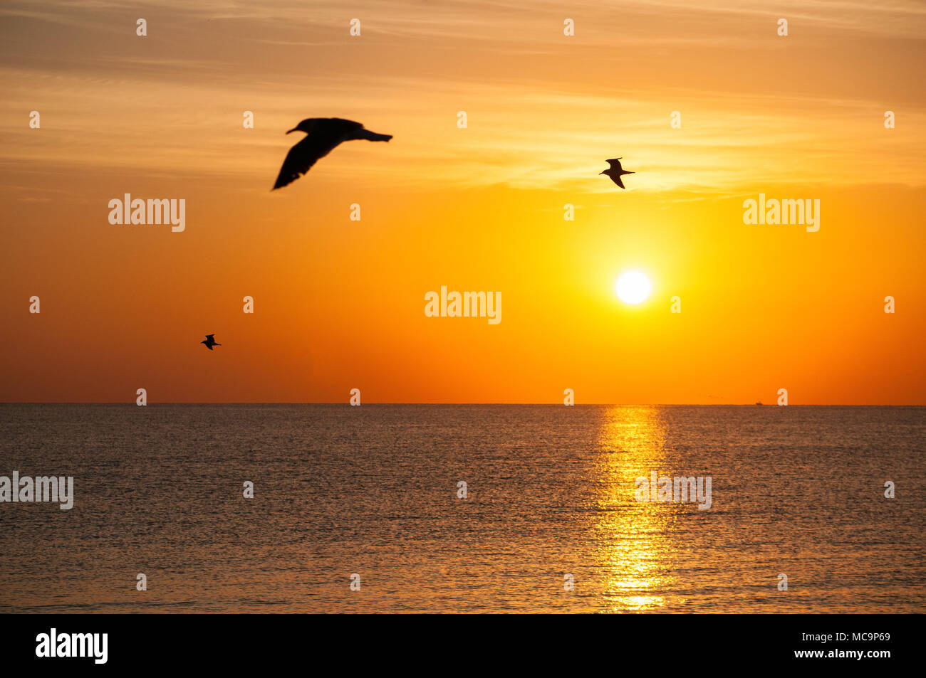 Birds are silhouetted in flight as they cross in front of the morning sunrise in Florida. Stock Photo