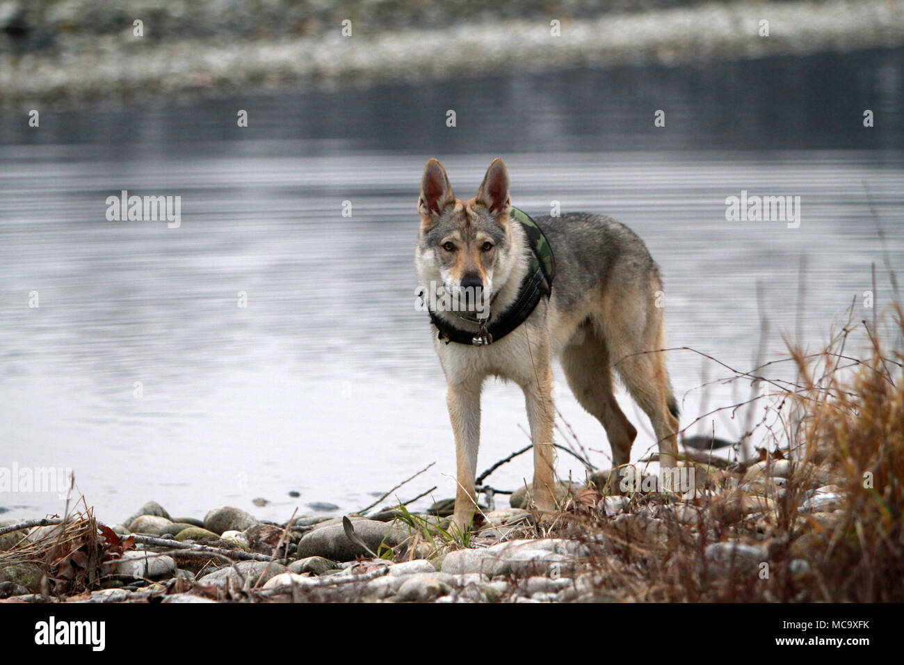 portrait of Czechoslovakian Wolf Stock Photo