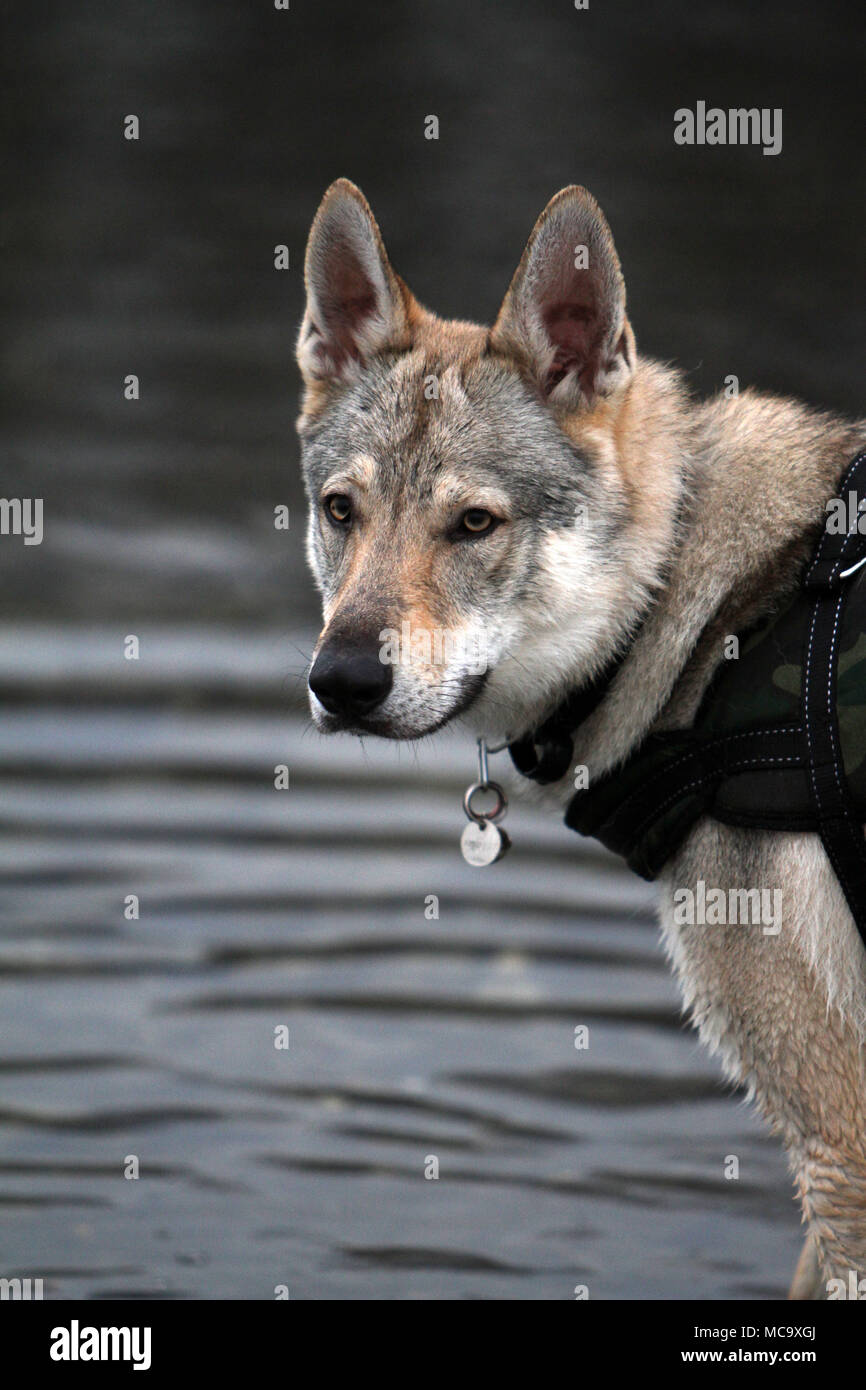 portrait of Czechoslovakian Wolf Stock Photo