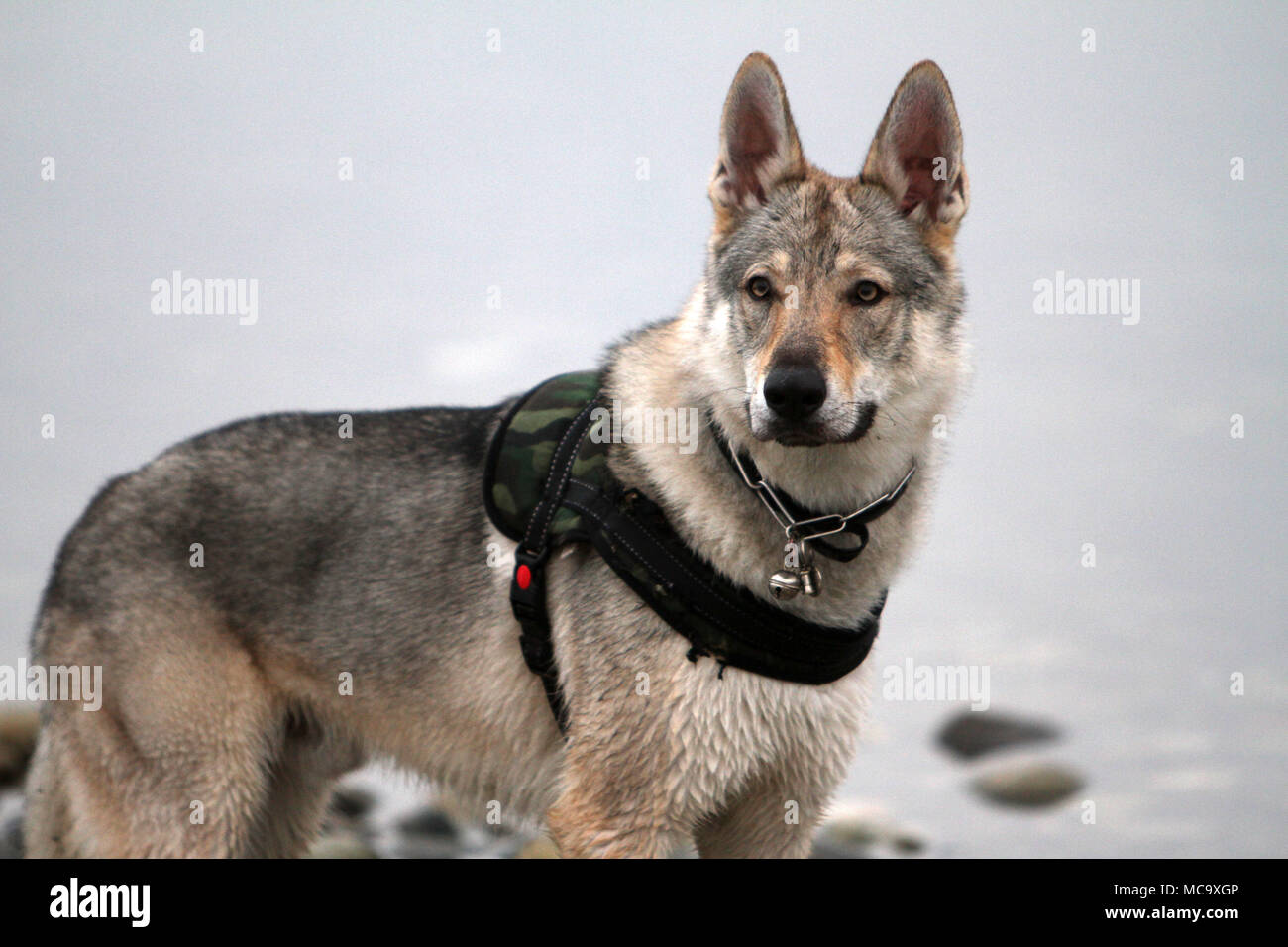 portrait of Czechoslovakian Wolf Stock Photo