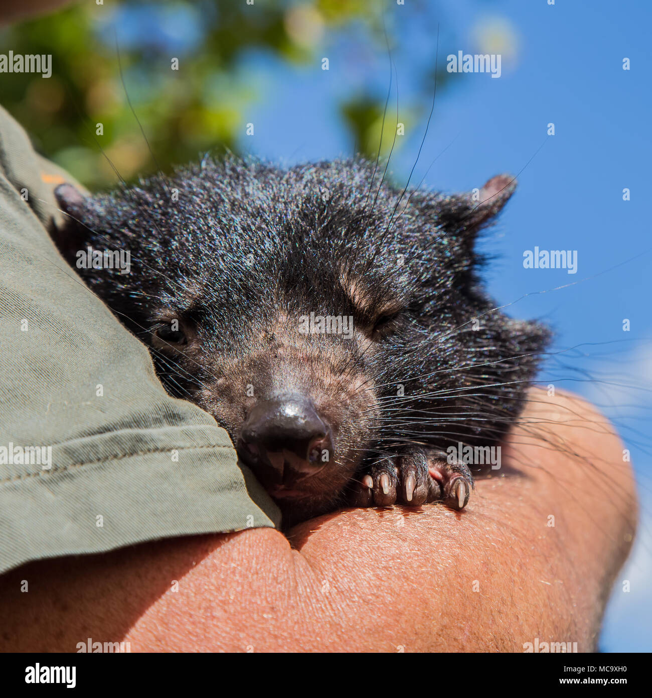 Tasmanian Devil, part of a project to save the Tasmanian Devil from extinction. March 5, 2016. Stock Photo
