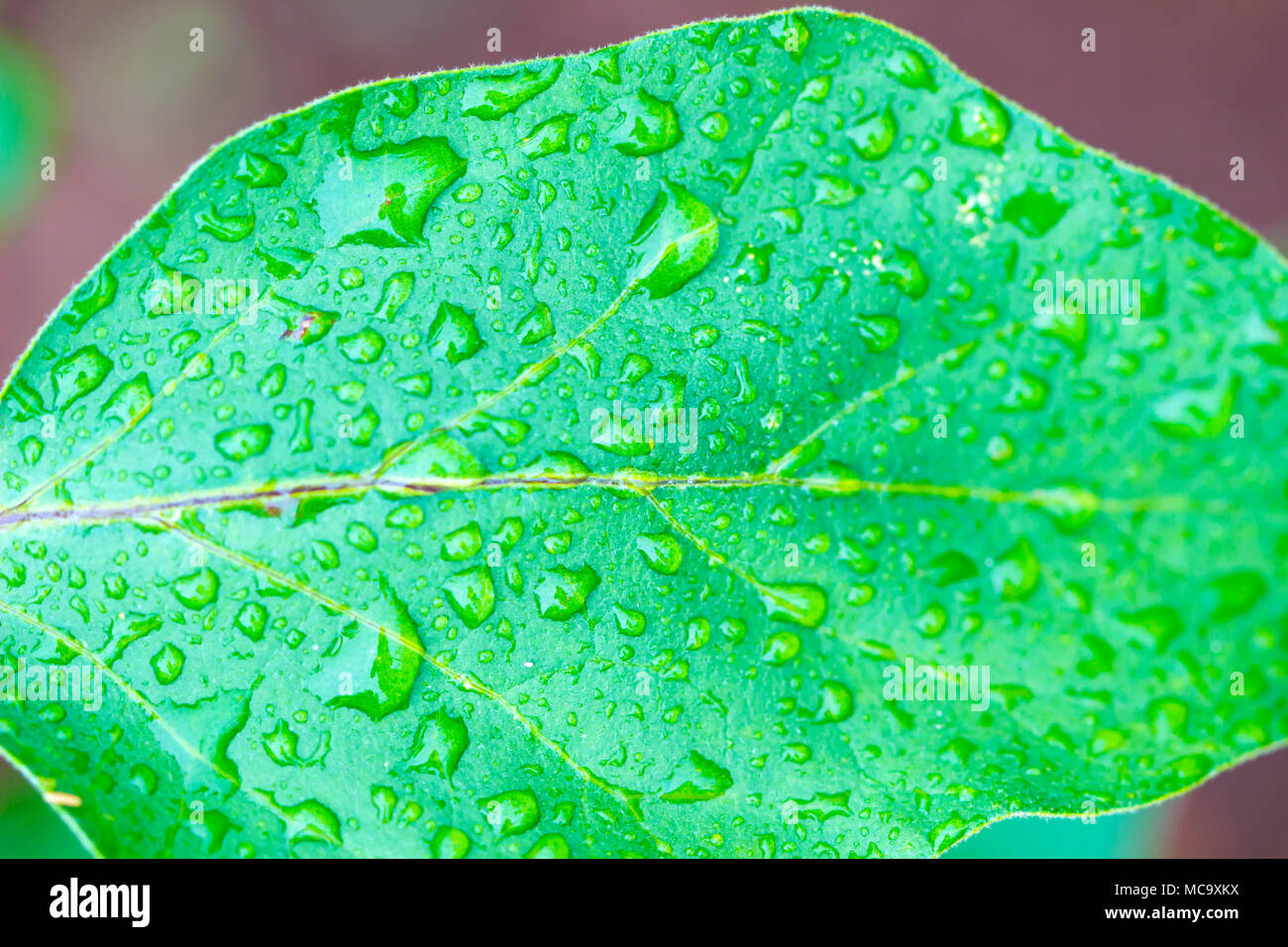 Green leaf with rain drops water in nature background Stock Photo - Alamy