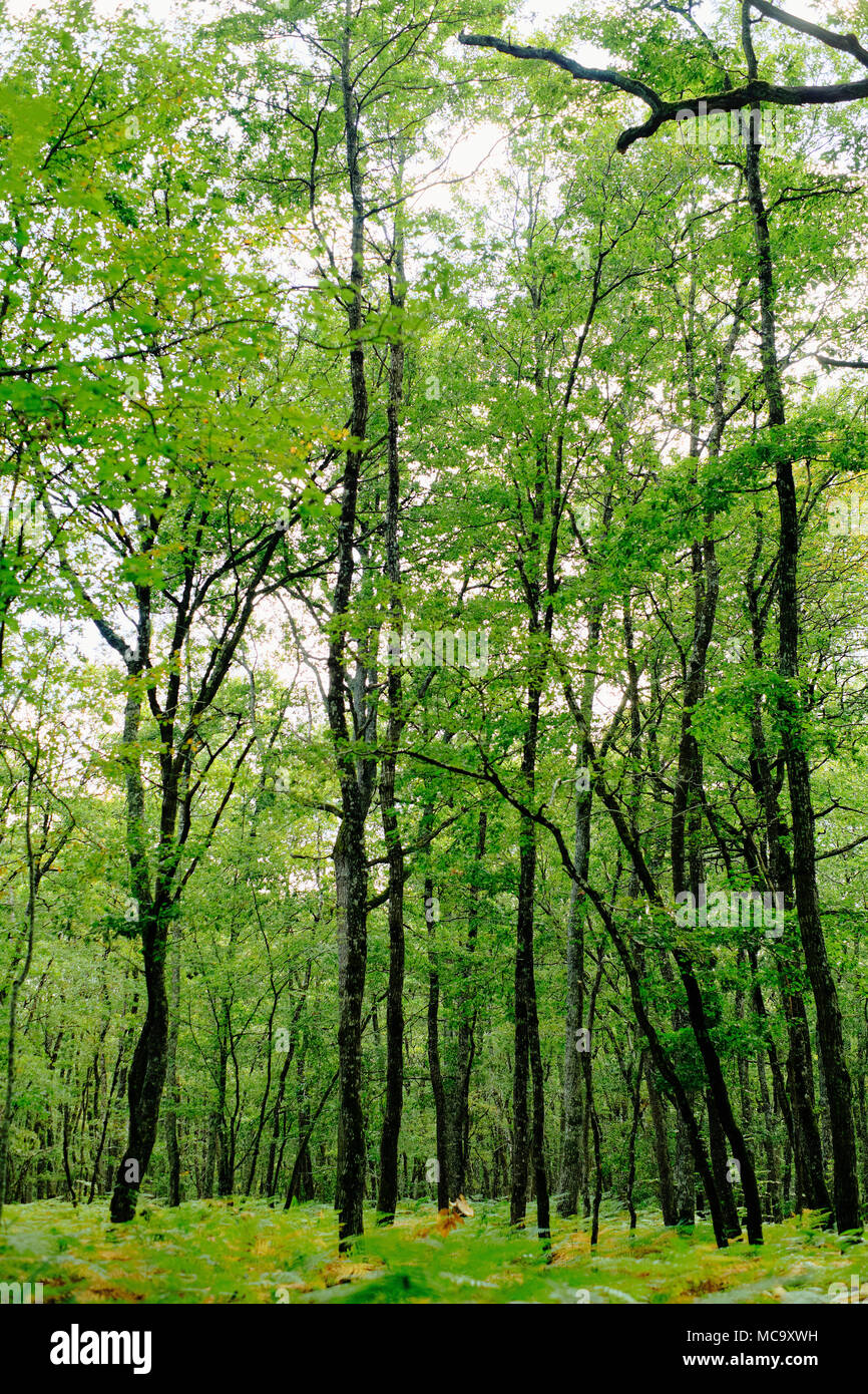 A green woodland nature background Stock Photo Alamy