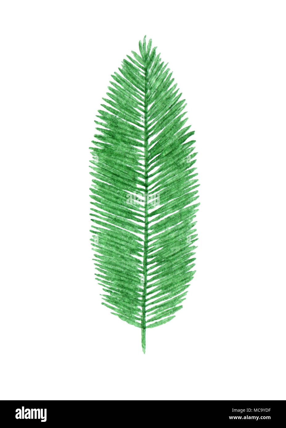 Hand drawn watercolor tropical palm leaf isolated on the white ...