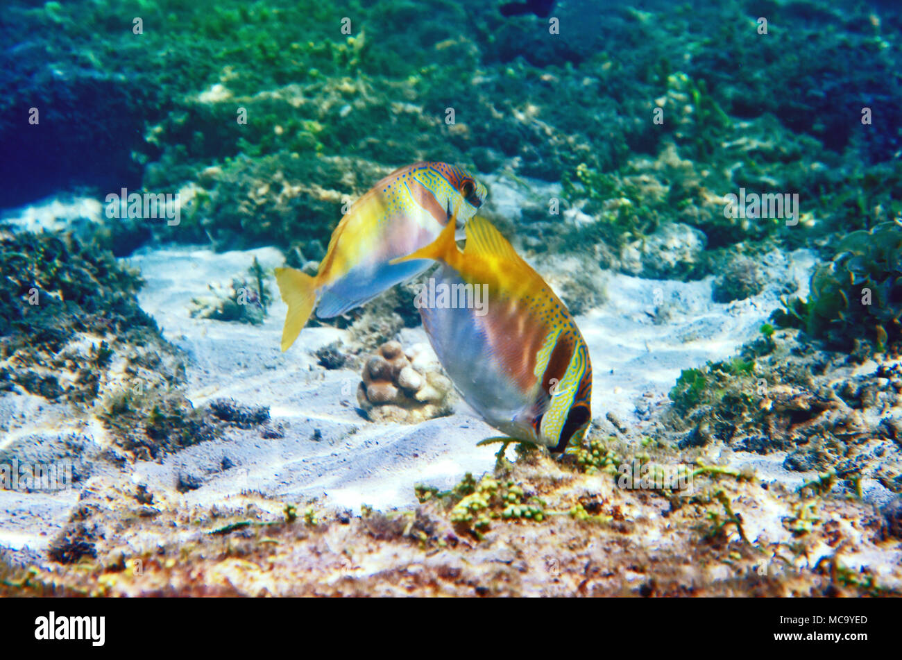Suloos Fish The underwater world of the Sulu Sea Stock Photo - Alamy