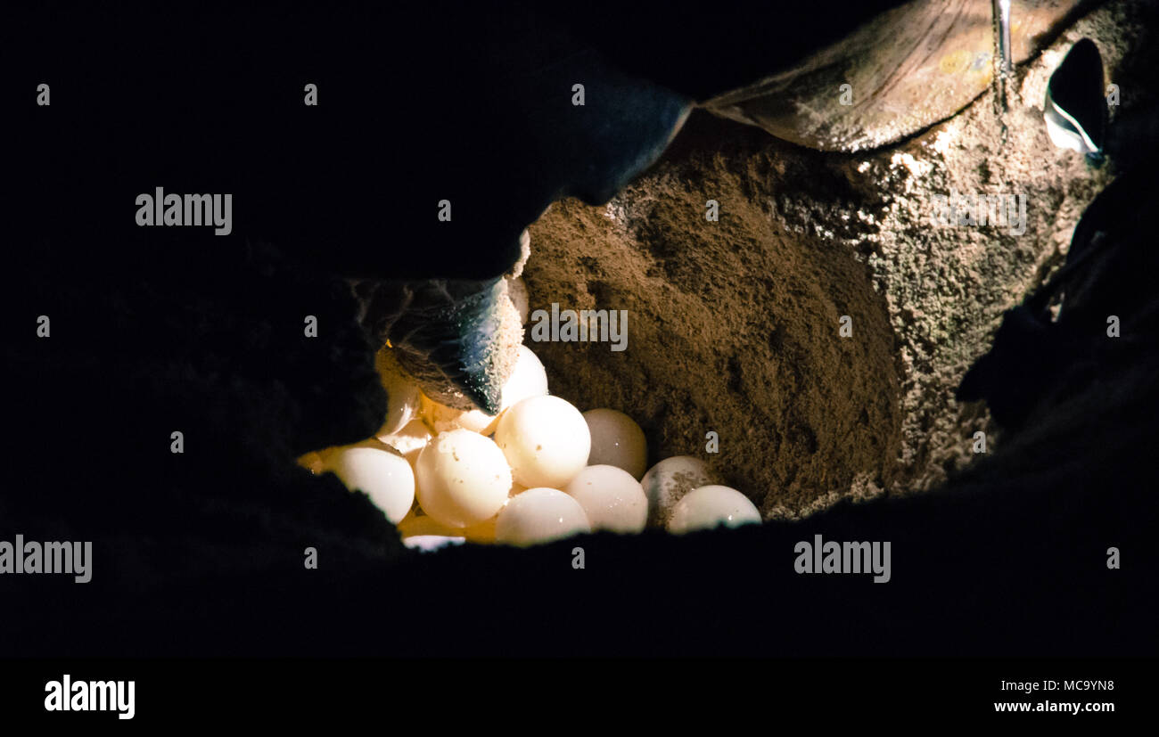 Turtle hatchery on the Selingan island Stock Photo