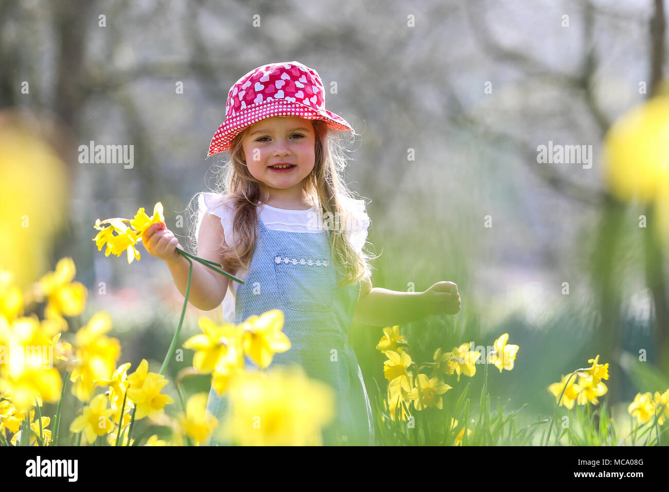 A pretty four year old girl stands among spring time daffodils, UK Stock Photo