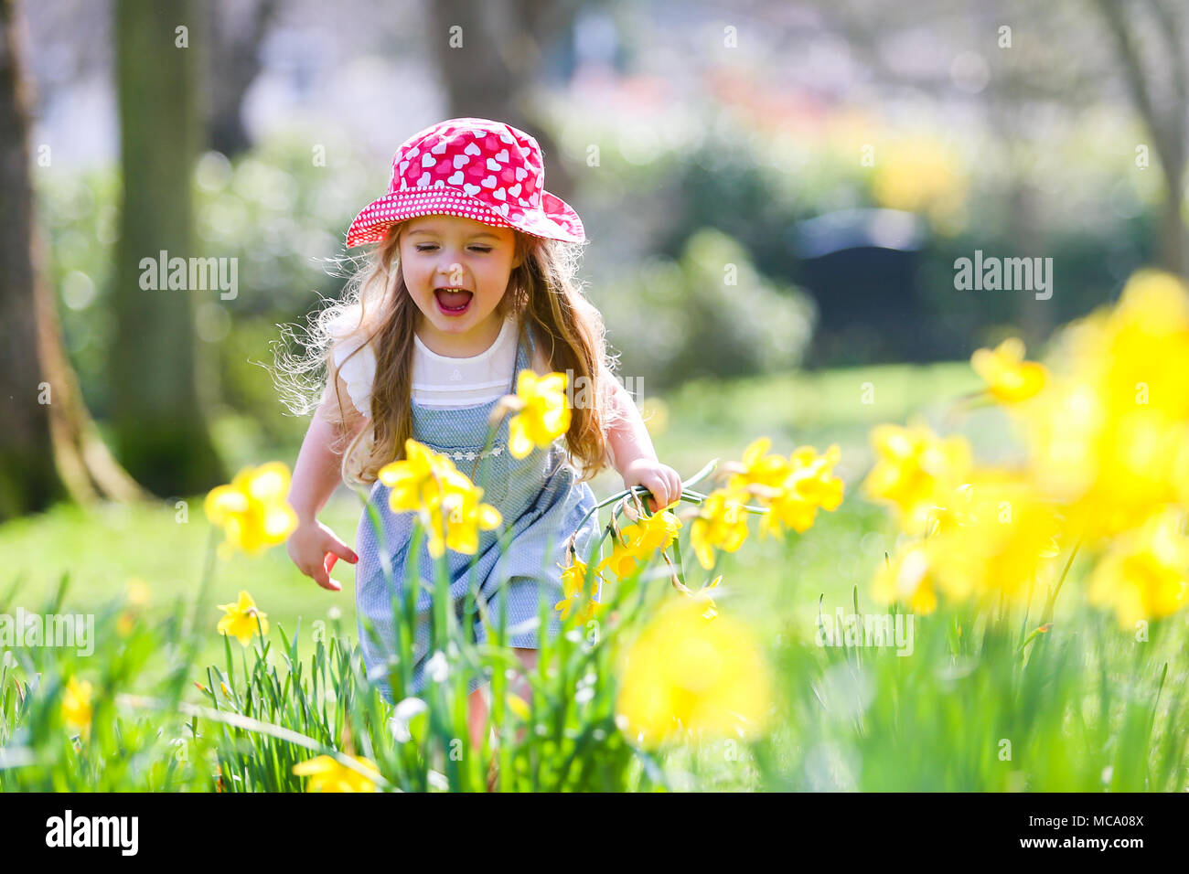 A pretty four year old girl stands among spring time daffodils, UK Stock Photo
