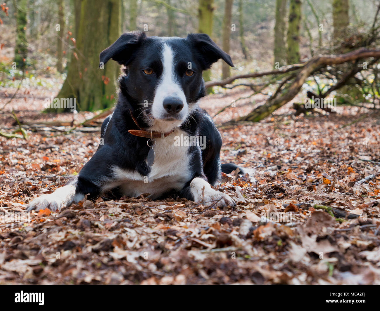 Derbyshire, UK, 14 April 2018. UK Weather: dog having fun playing with a ball in the woods as warm spring temperatures finally arrive in Ashbourne, Derbyshire, Peak District National Park Credit: Doug Blane/Alamy Live News Stock Photo