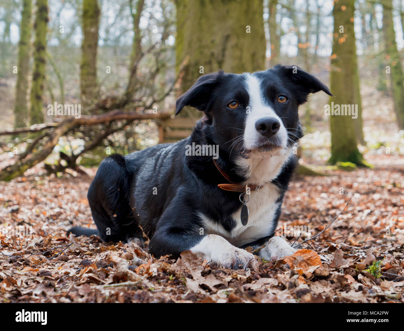 Derbyshire, UK, 14 April 2018. UK Weather: dog having fun playing with a ball in the woods as warm spring temperatures finally arrive in Ashbourne, Derbyshire, Peak District National Park Credit: Doug Blane/Alamy Live News Stock Photo