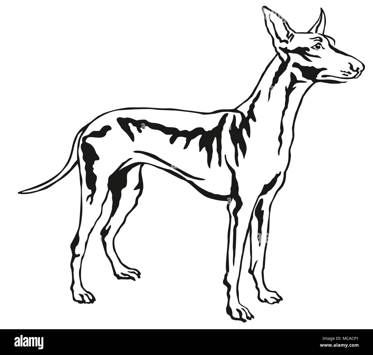 Decorative portrait of standing in profile Pharaoh Hound, vector isolated illustration in black color on white background Stock Vector