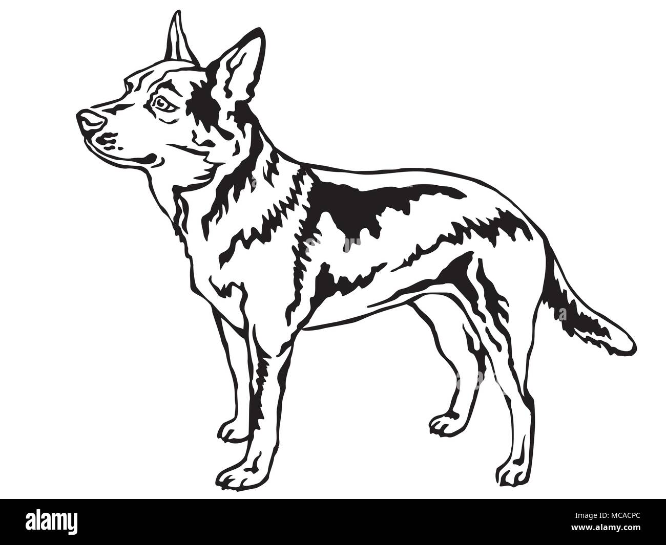 Decorative portrait of standing in profile Australian Cattle Dog, vector isolated illustration in black color on white background Stock Vector