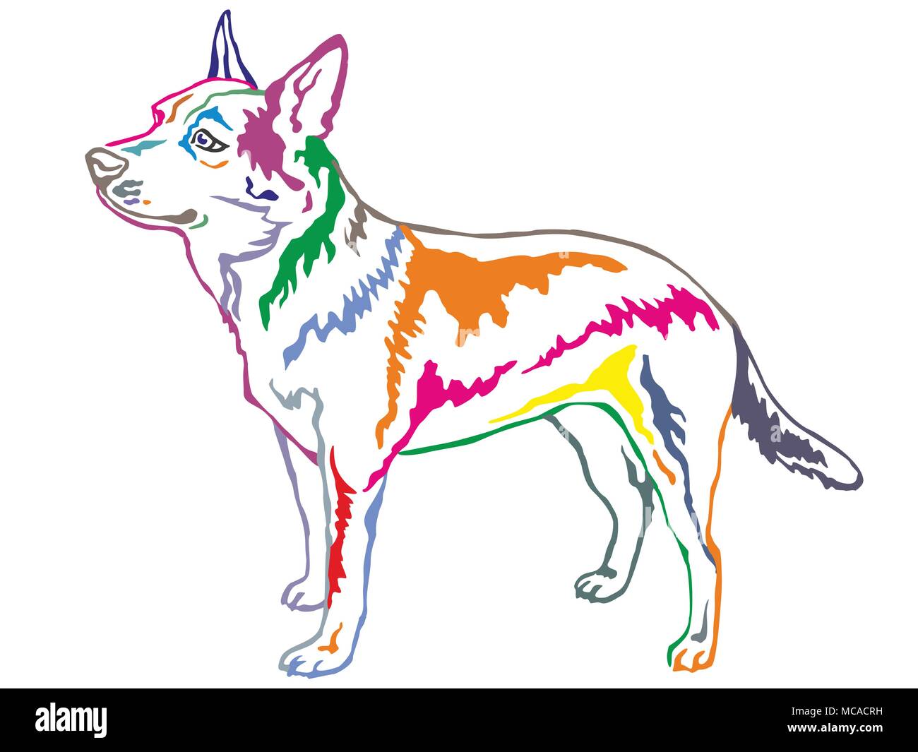 Colorful contour decorative portrait of standing in profile Australian Cattle Dog, vector isolated illustration on white background Stock Vector