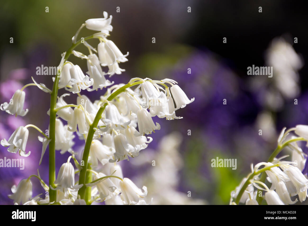 Scottish Bluebell Flowers Stock Photo