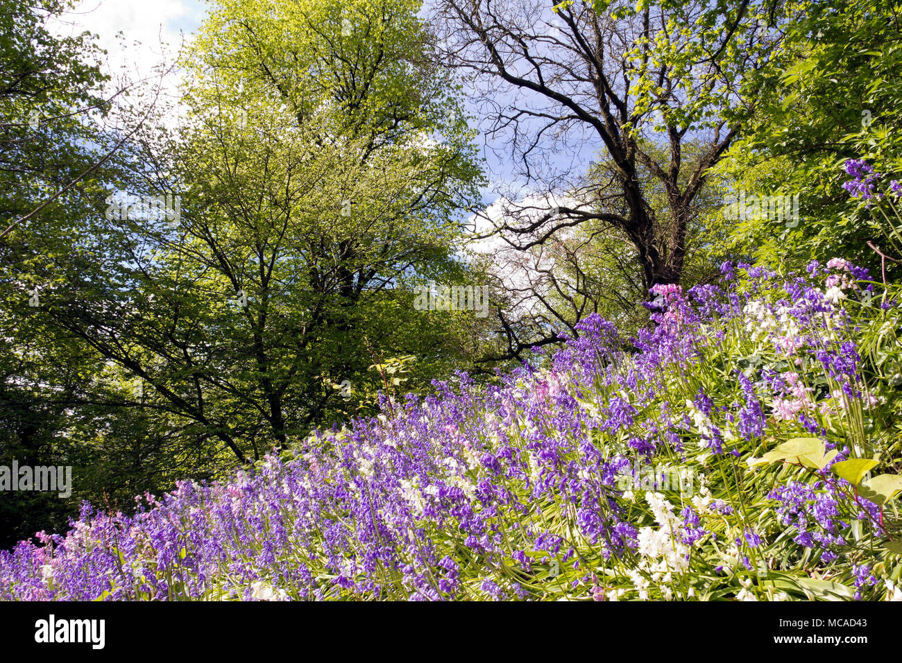 Scottish Bluebell Flowers Stock Photo