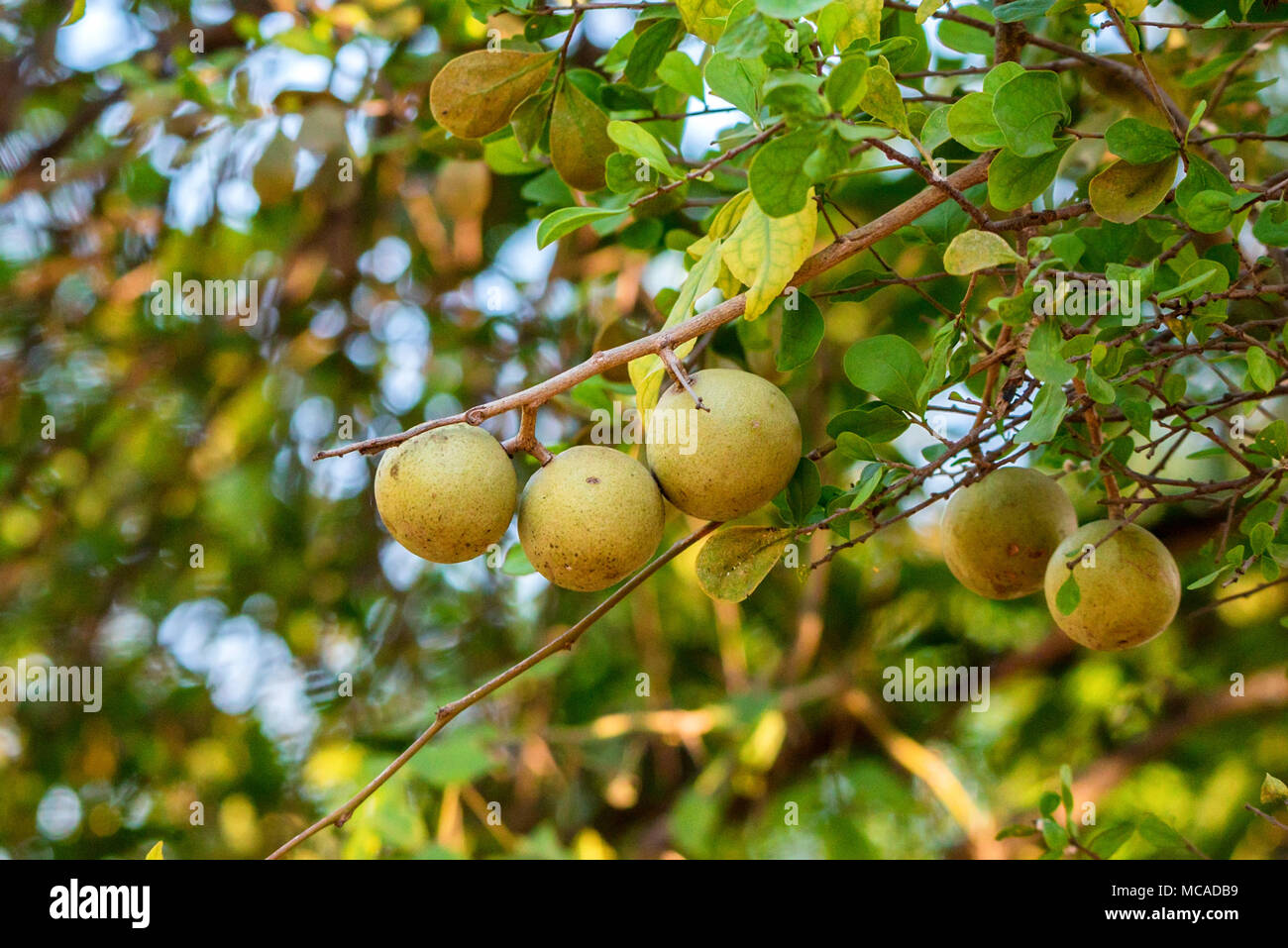 Limonia acidissima tree with fruit Stock Photo
