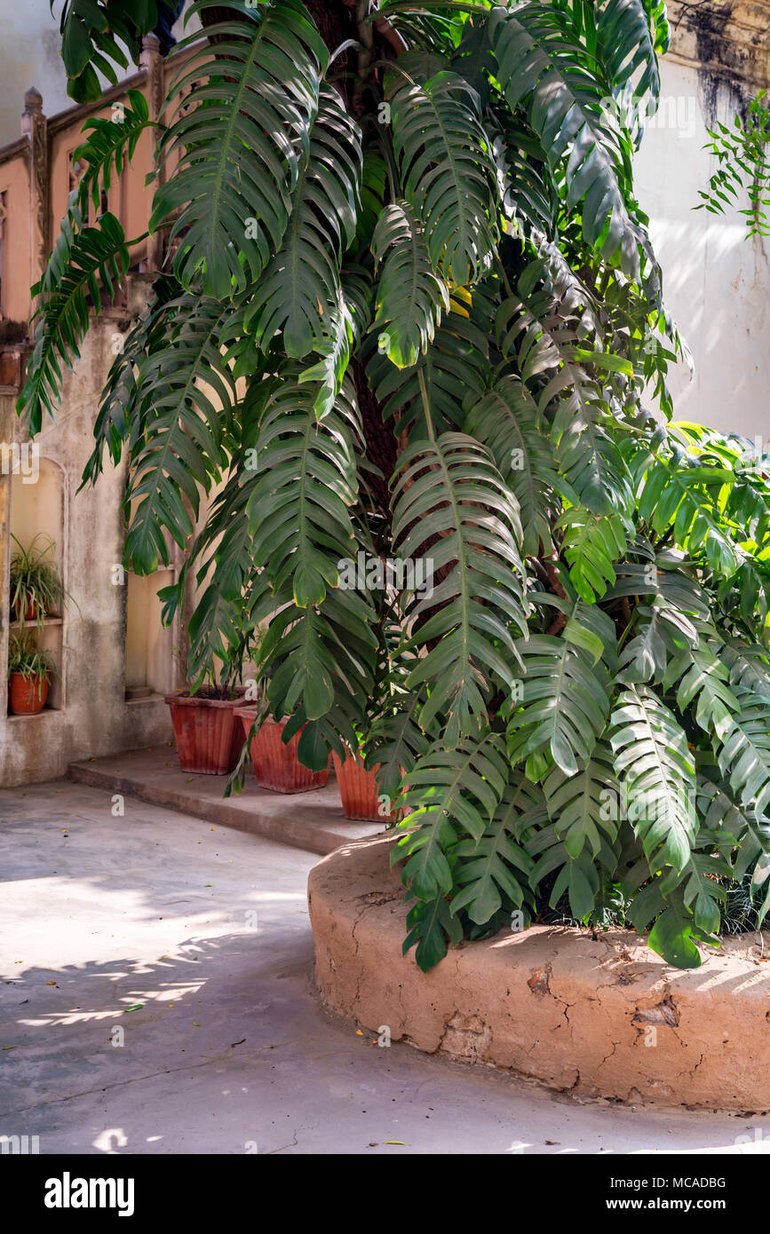 wie schnell wächst philodendron Philodendron grandipes – Foliage Factory main image 0