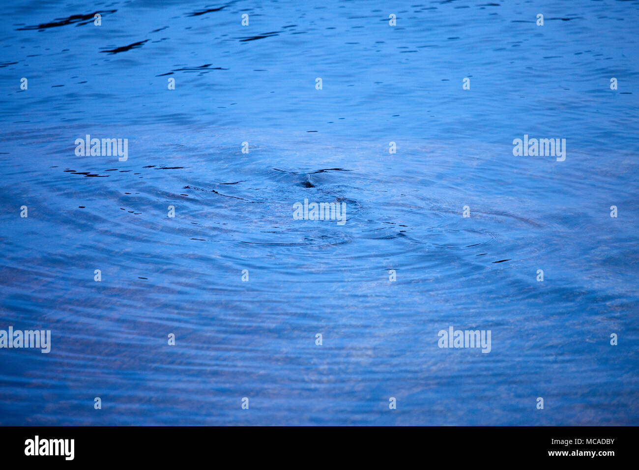 Close up of ripples from a stone landing on the surface of water Stock
