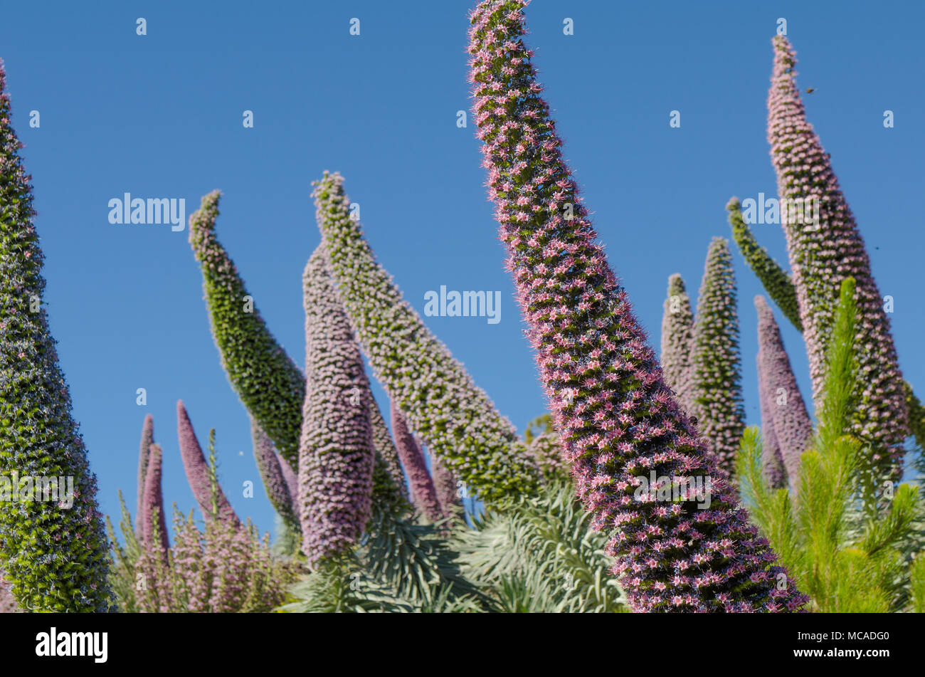 Echium wildpretii ssp trichosiphon plant also known as tower of jewels, pink bugloss or La Palma bugloss. The species is endemic to the island of La P Stock Photo