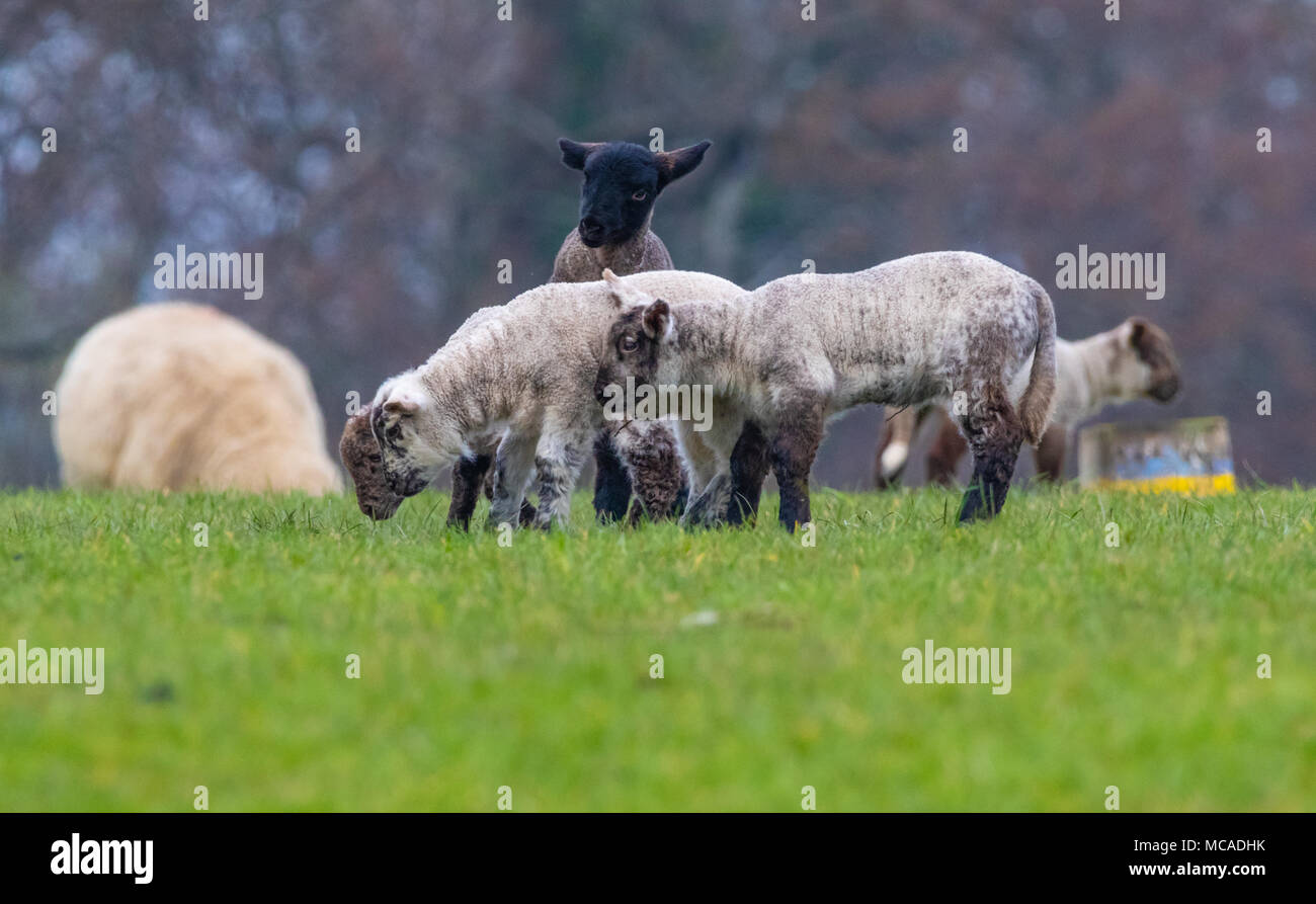 Baby lambs playing hires stock photography and images Alamy
