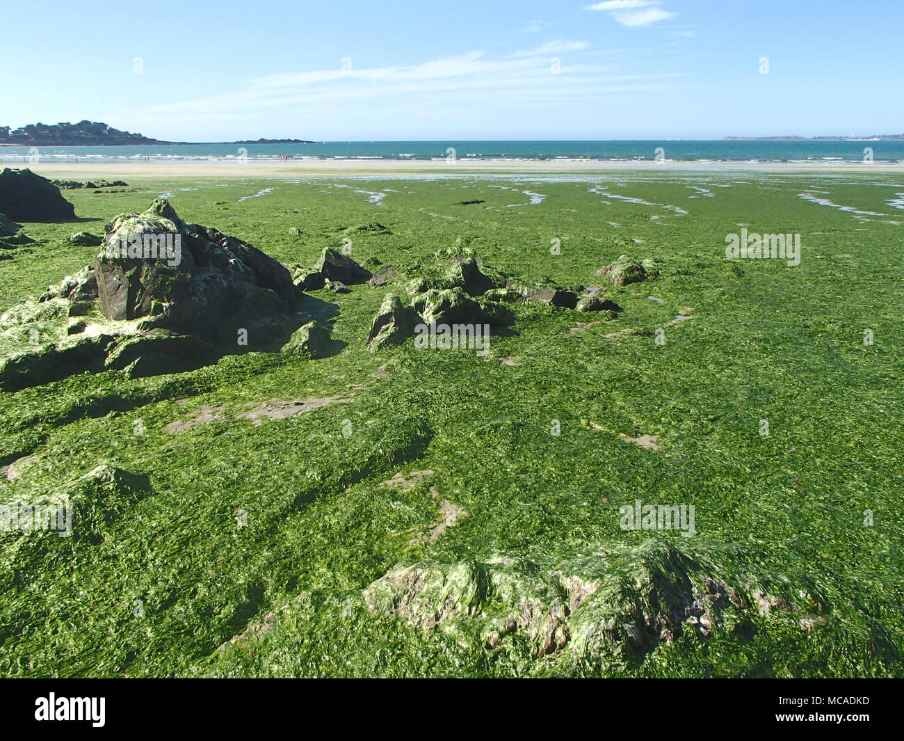 Stranded Green Seaweeds Overgrowth on Brittany Coast Stock Photo