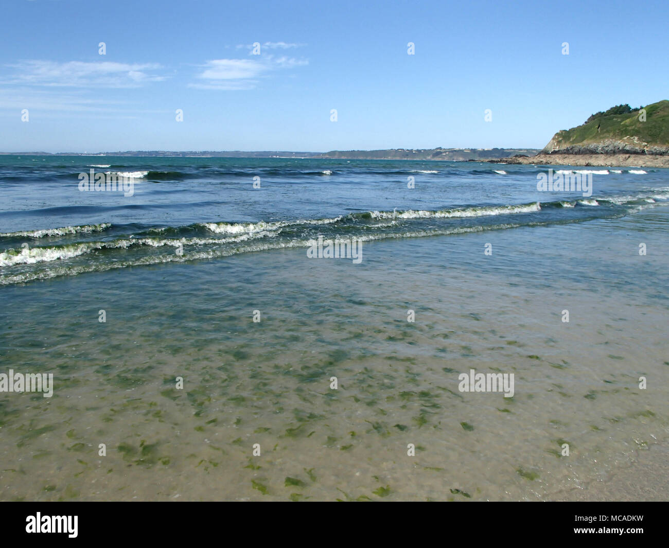 Green Seaweeds Tide Overgrowth on Brittany Coast Stock Photo