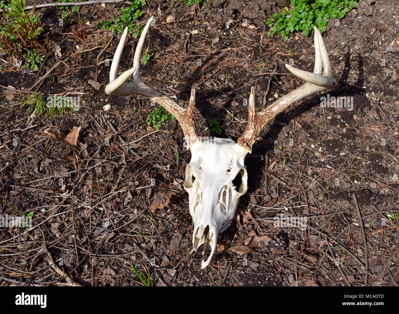 Whitetail deer skull and eight point antlers on a forest floor. Stock Photo