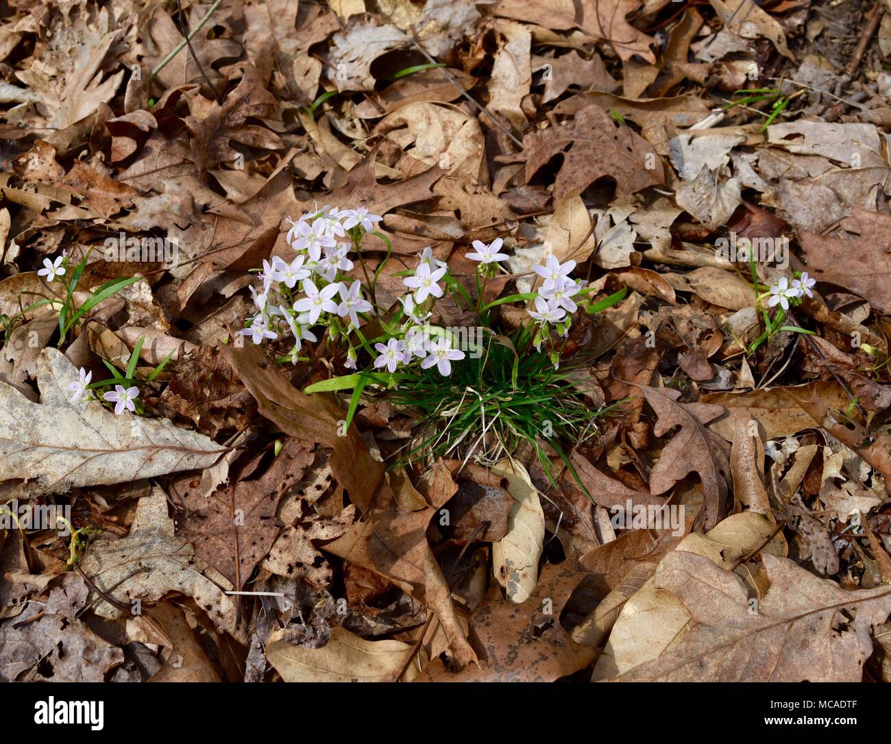 Dainty pink and white flowers and green leaves of spring beauty plants emerging in a forest. Stock Photo