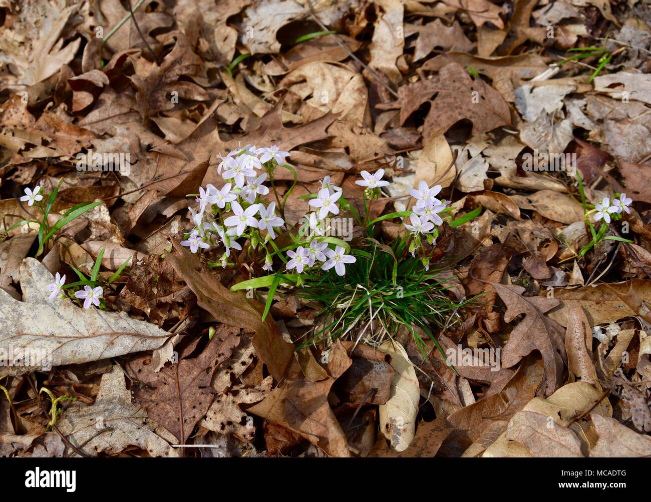 A bouquet of pink and white spring beauty flowers with green leaves emerging in a spring forest. Stock Photo
