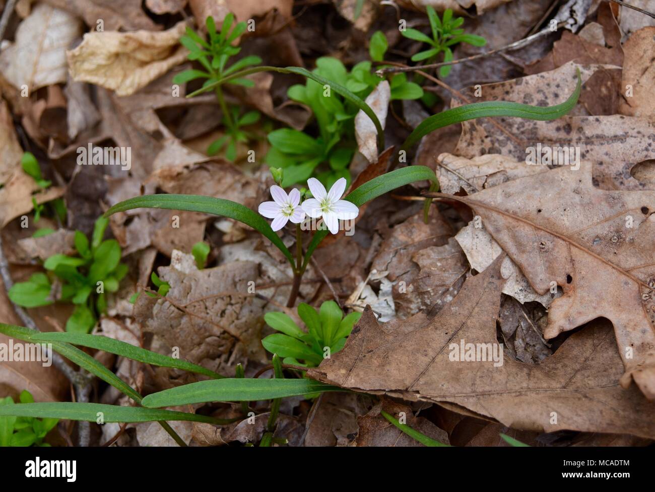 A pair of white spring beauty flowers emerging in a spring forest. Stock Photo