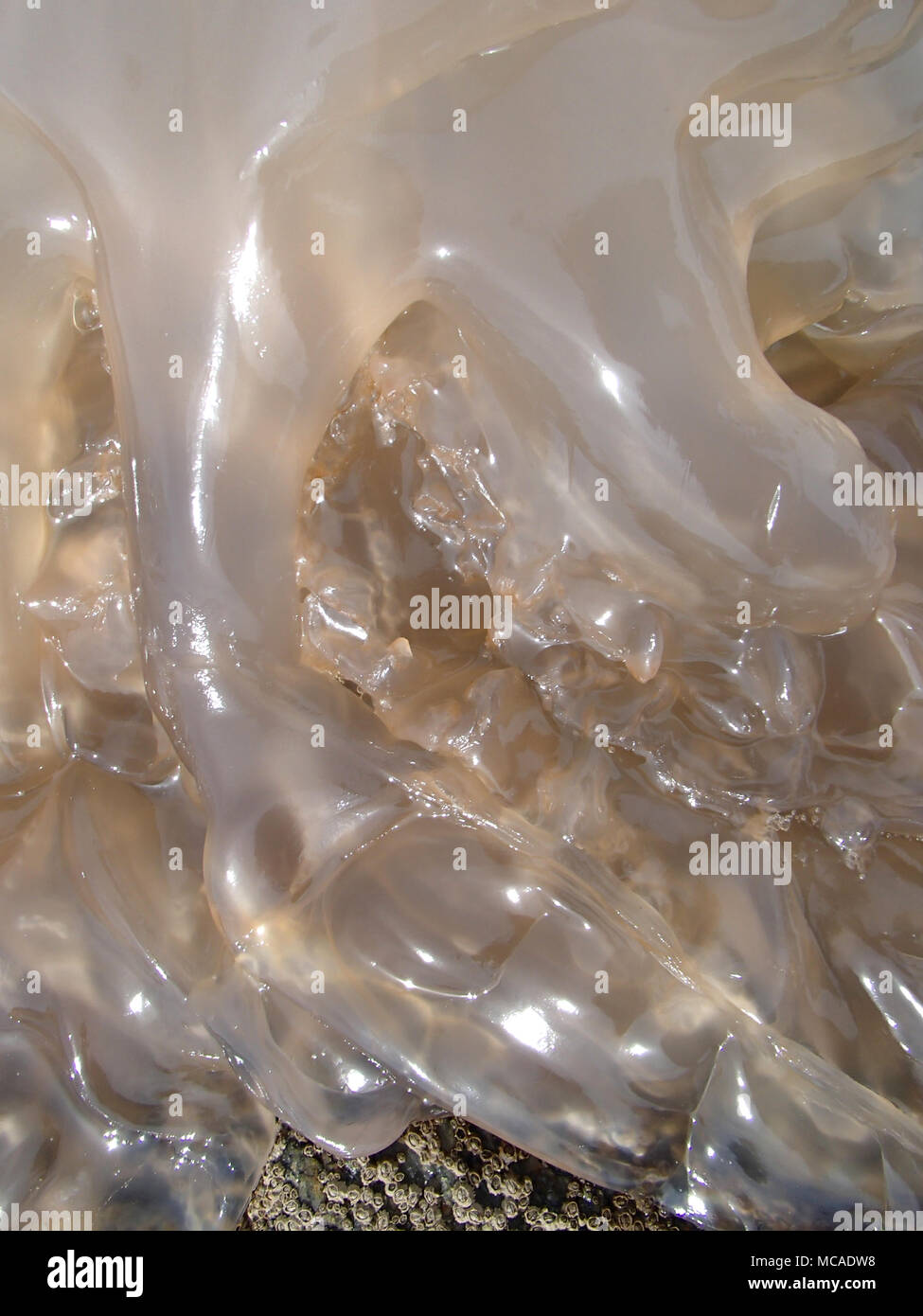 Stranded Jellyfish Close-Up Texture Stock Photo